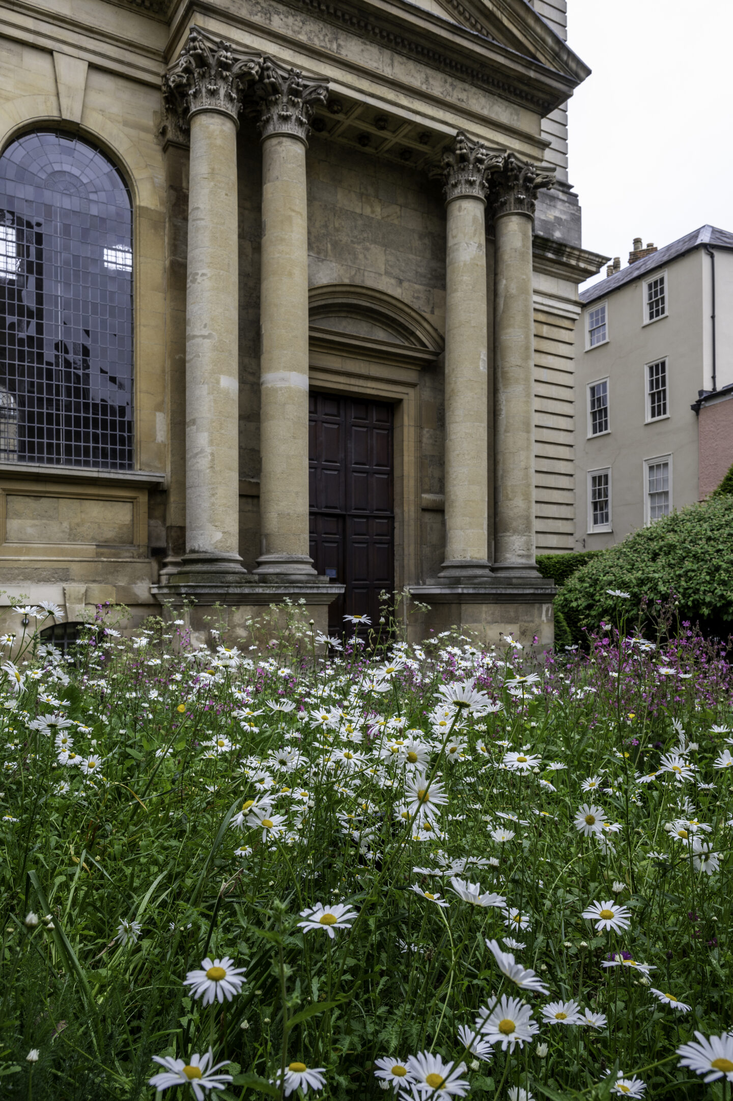 wildflowers in front of the Library