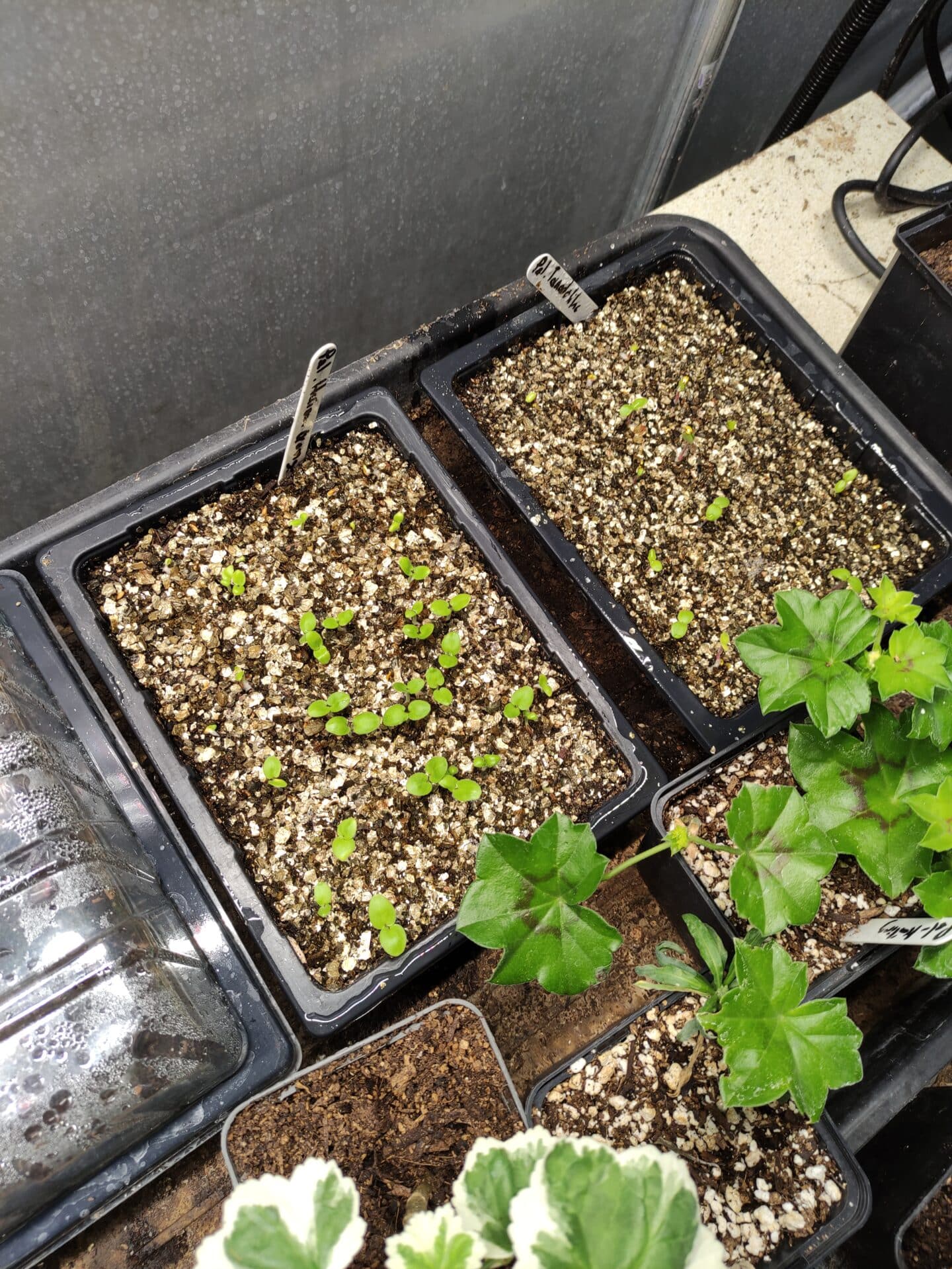Seed trays and young plants growing in a greenhouse, with small green seedlings emerging in compost beside established potted plants.