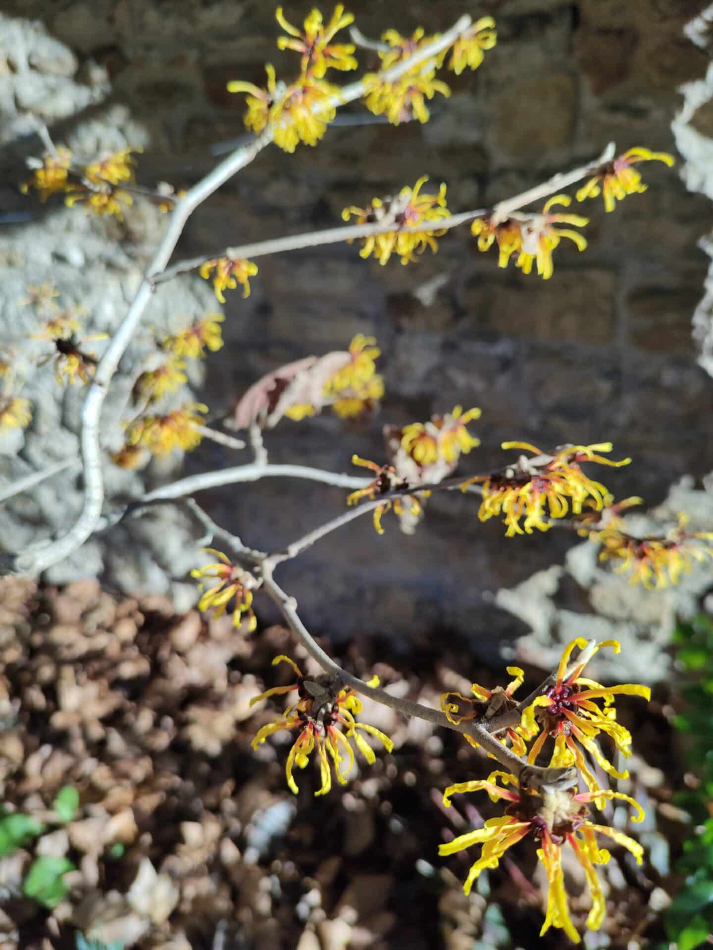 Close-up of witch hazel branches in flower, showing spidery yellow petals on bare twigs against a stone wall background in Grove Quad.