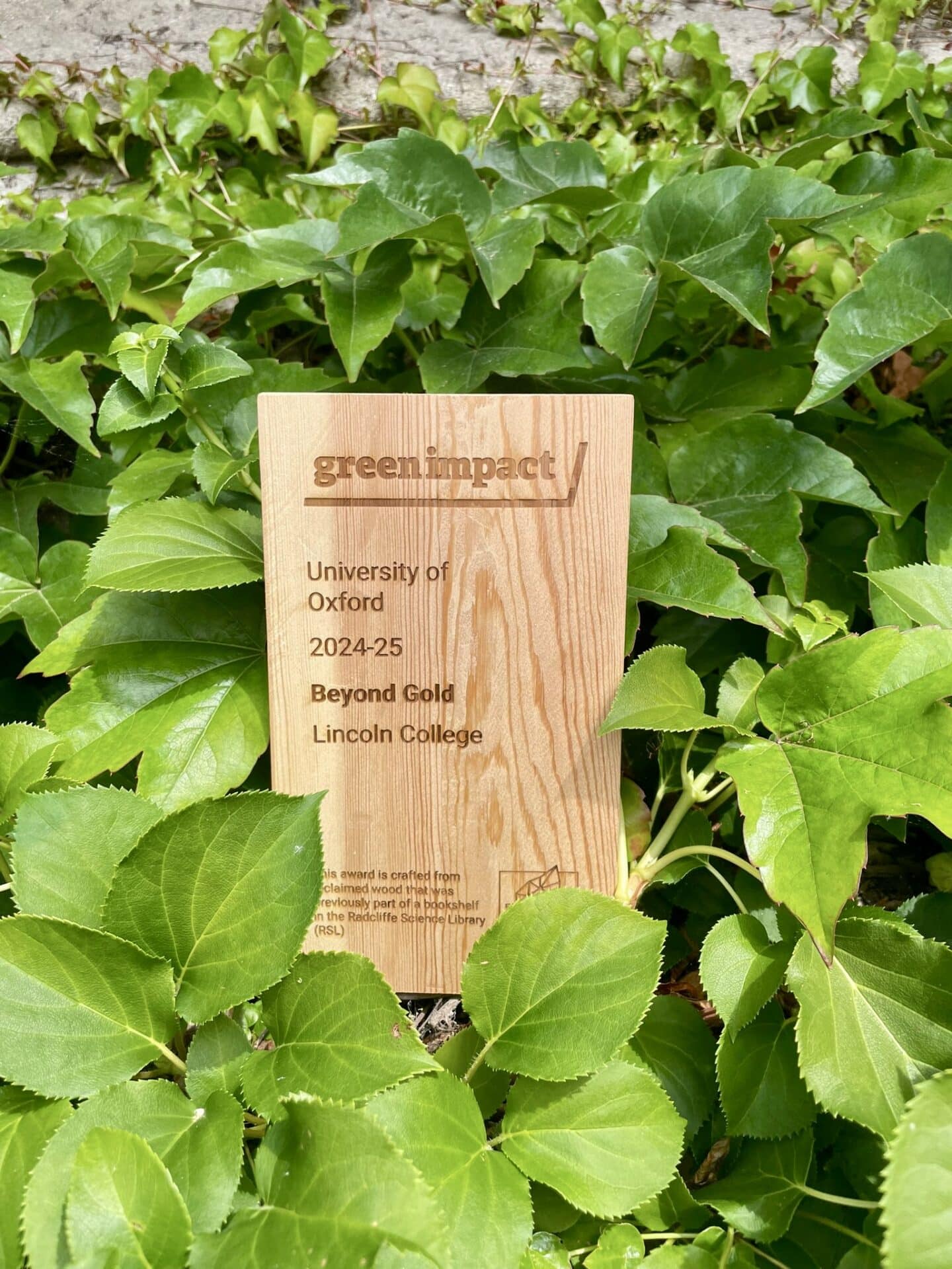 Close-up of Lincoln College’s 2024–25 Beyond Gold Green Impact award, made from reclaimed wood, displayed among vibrant green leaves. The plaque notes that it was crafted from a former Radcliffe Science Library bookshelf.