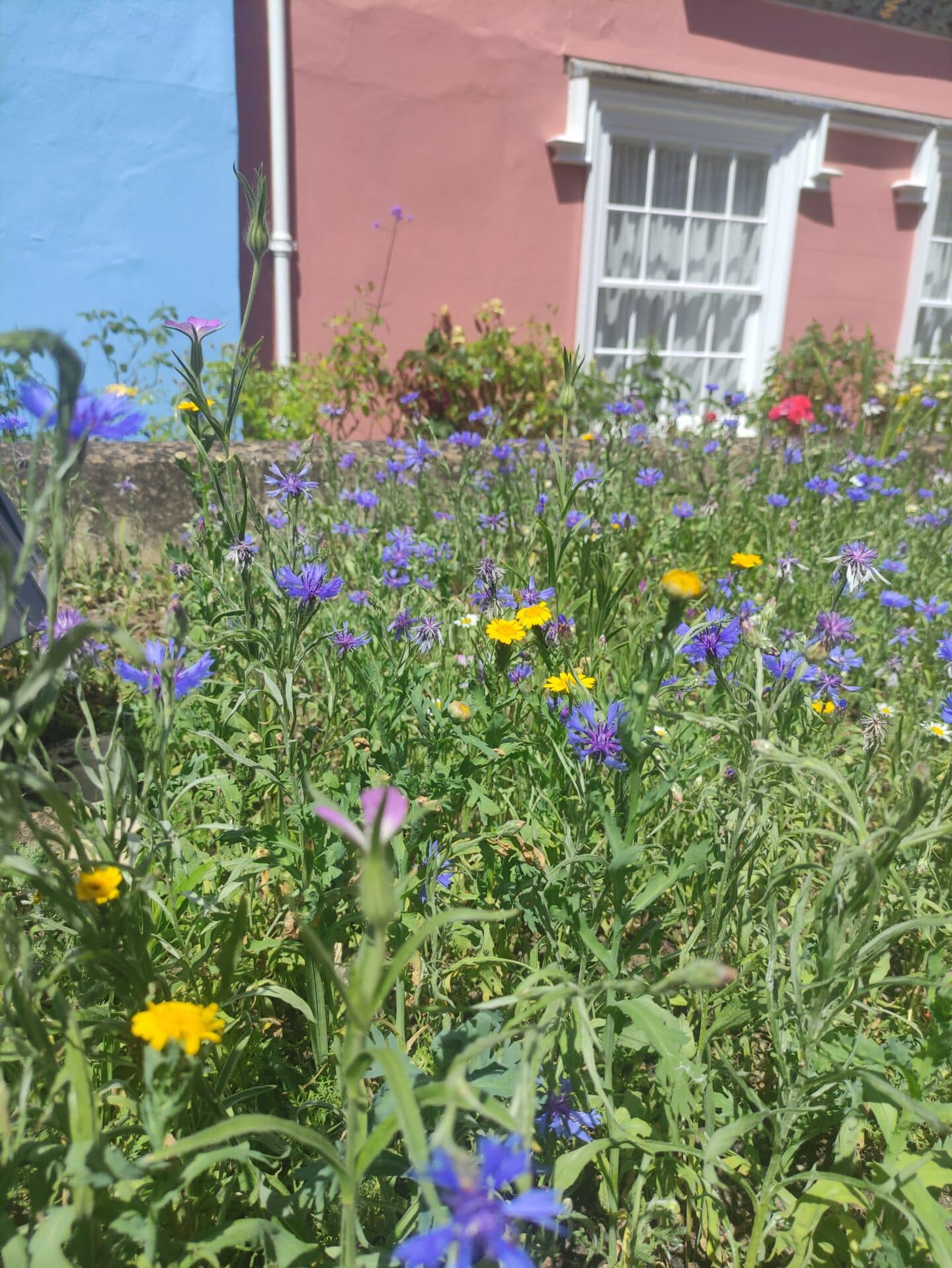 Bear Lane wildflowers