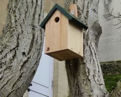 Wooden nesting box on a tree