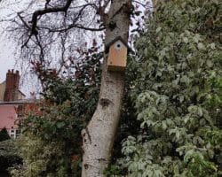 Bird box on tree