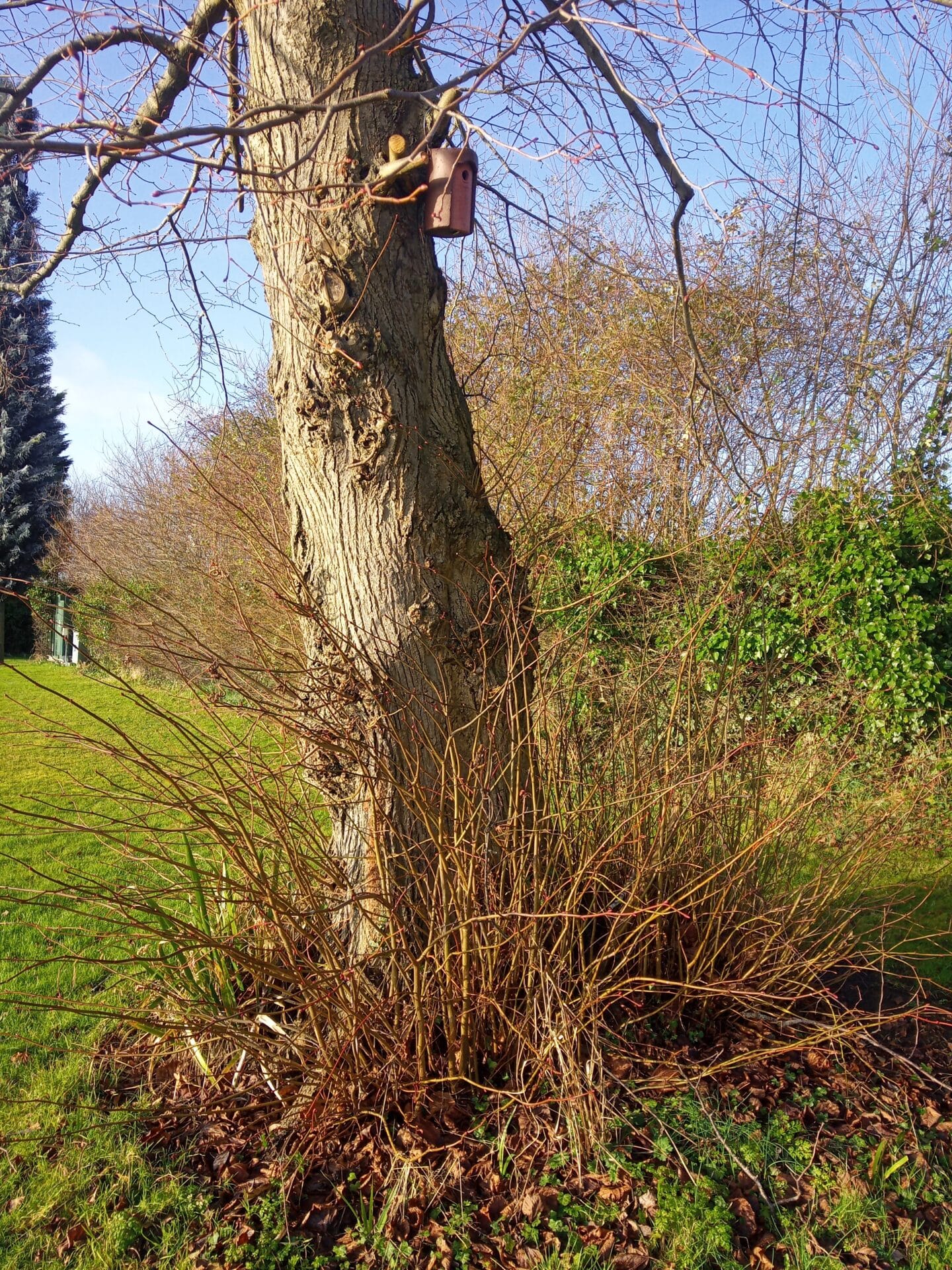 Bird box on a large tree at the sports ground