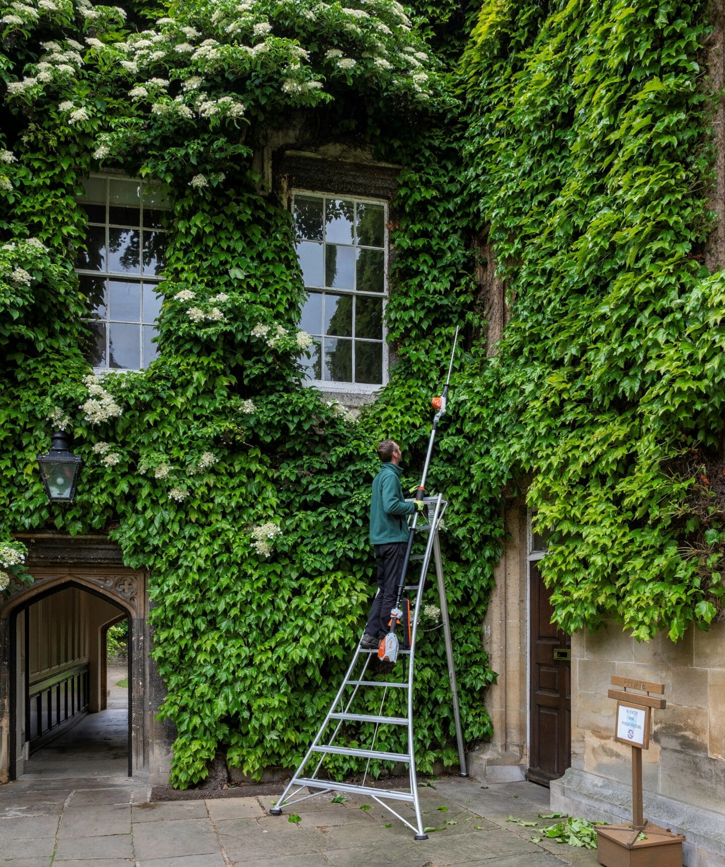Gardener standing on a metal ladder trimming the Boston Ivy in the Front Quad