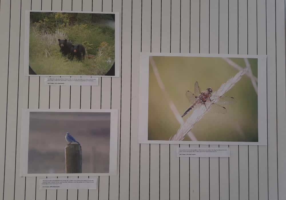 Three photos on a white wall showing bears, a bird and a dragonfly