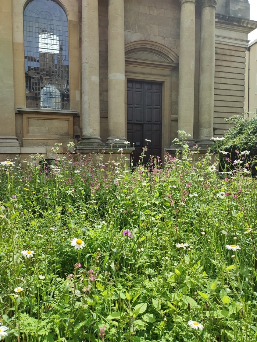 Wildflowers in front of Library