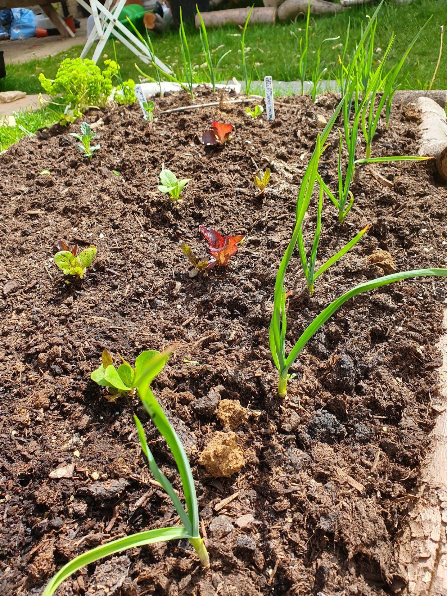 A vegetable patch belonging to our Head Gardener, Aimee