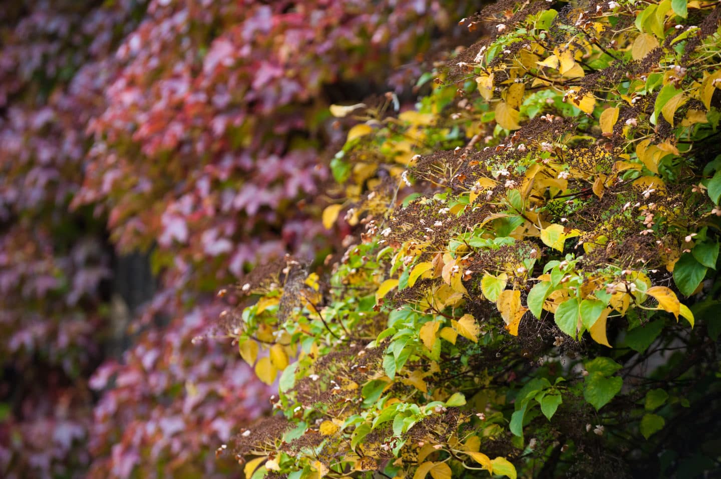 A mass of red, yellow and green creepers