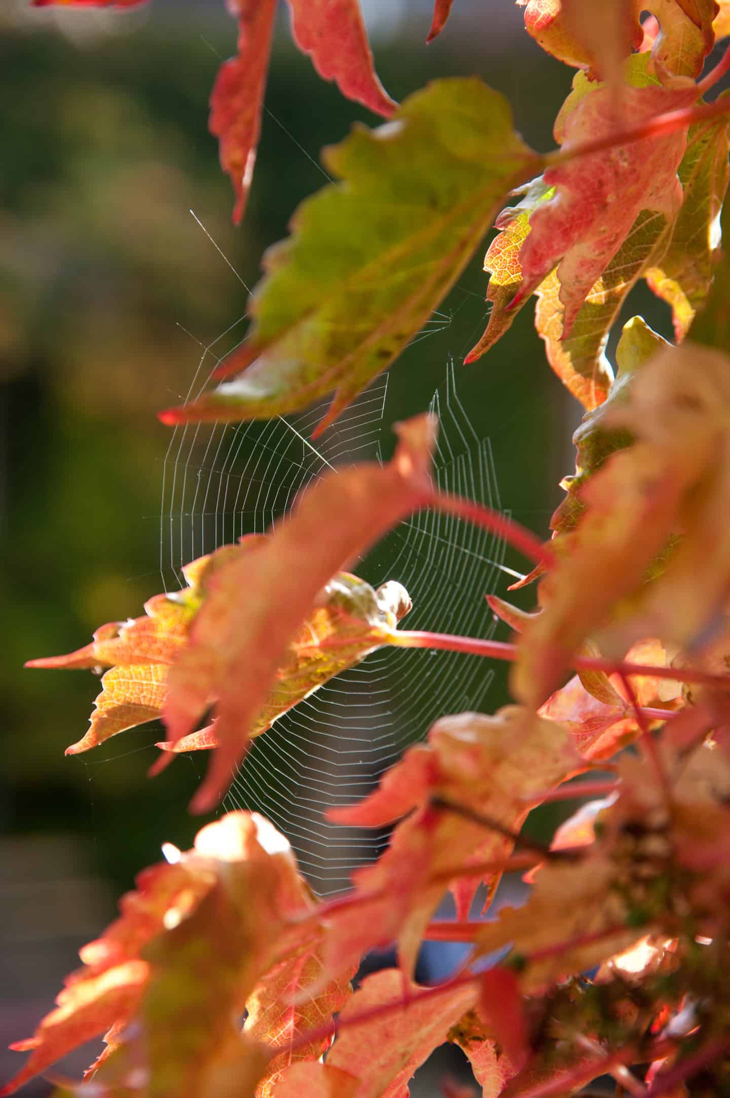 A spiderweb among red leaves