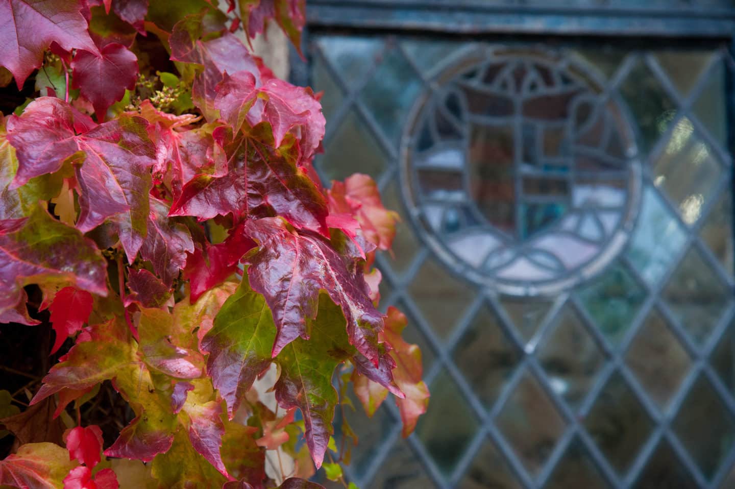 Red leaves beside a glass window