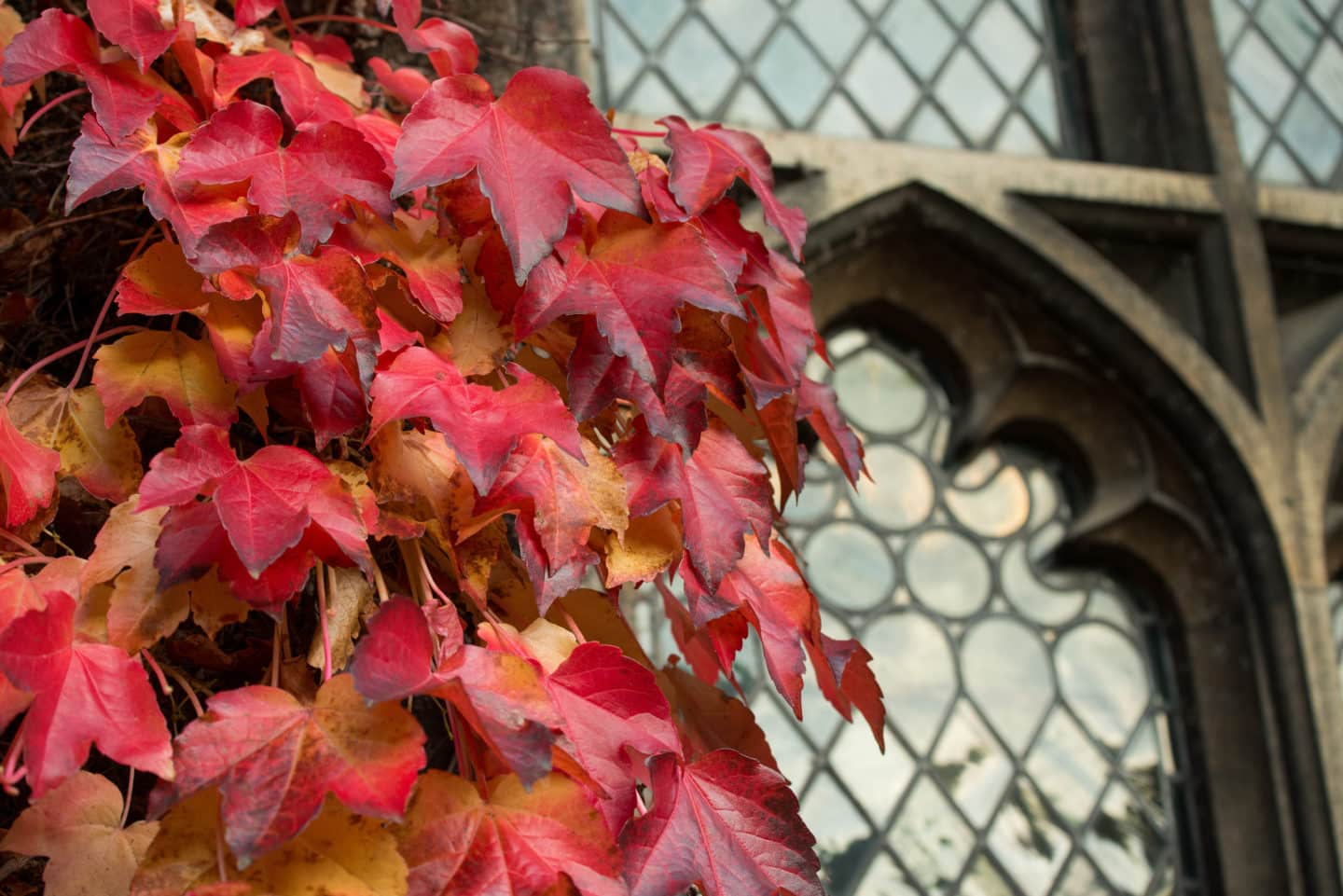 Autumnal red ivy before a window