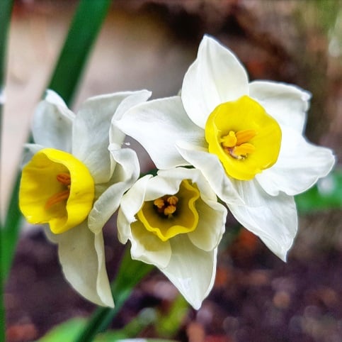 Daffodils in the College gardens