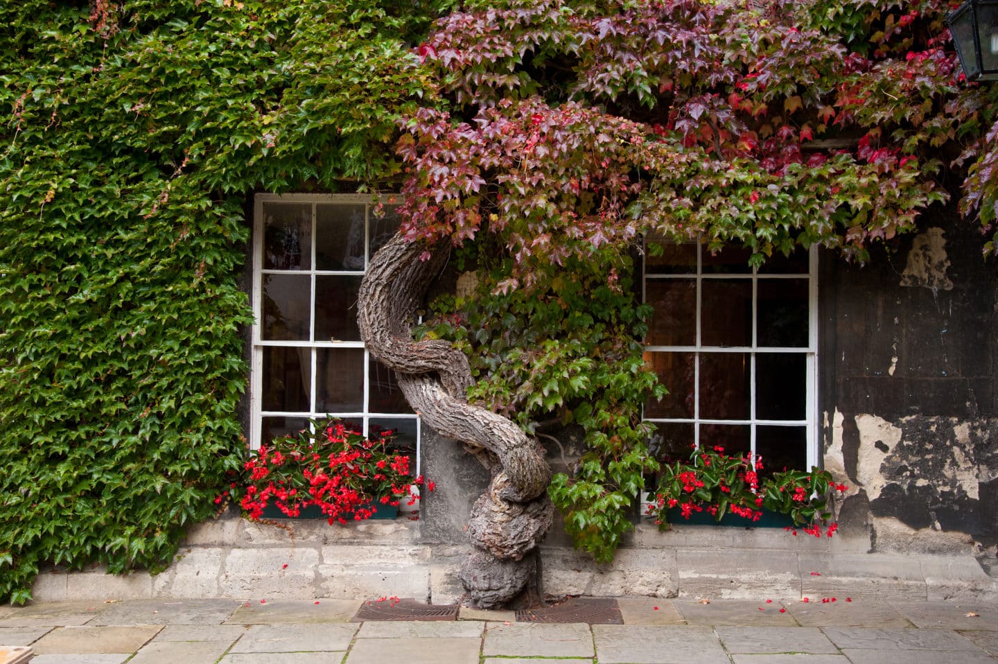 Front Quad with green ivy