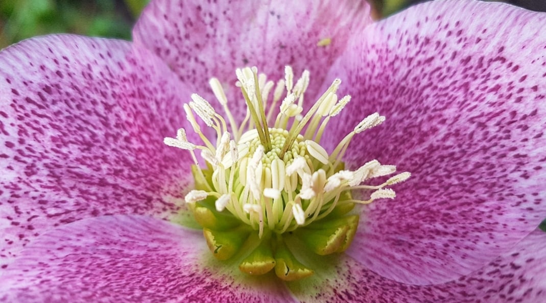 A close up of a hellebore