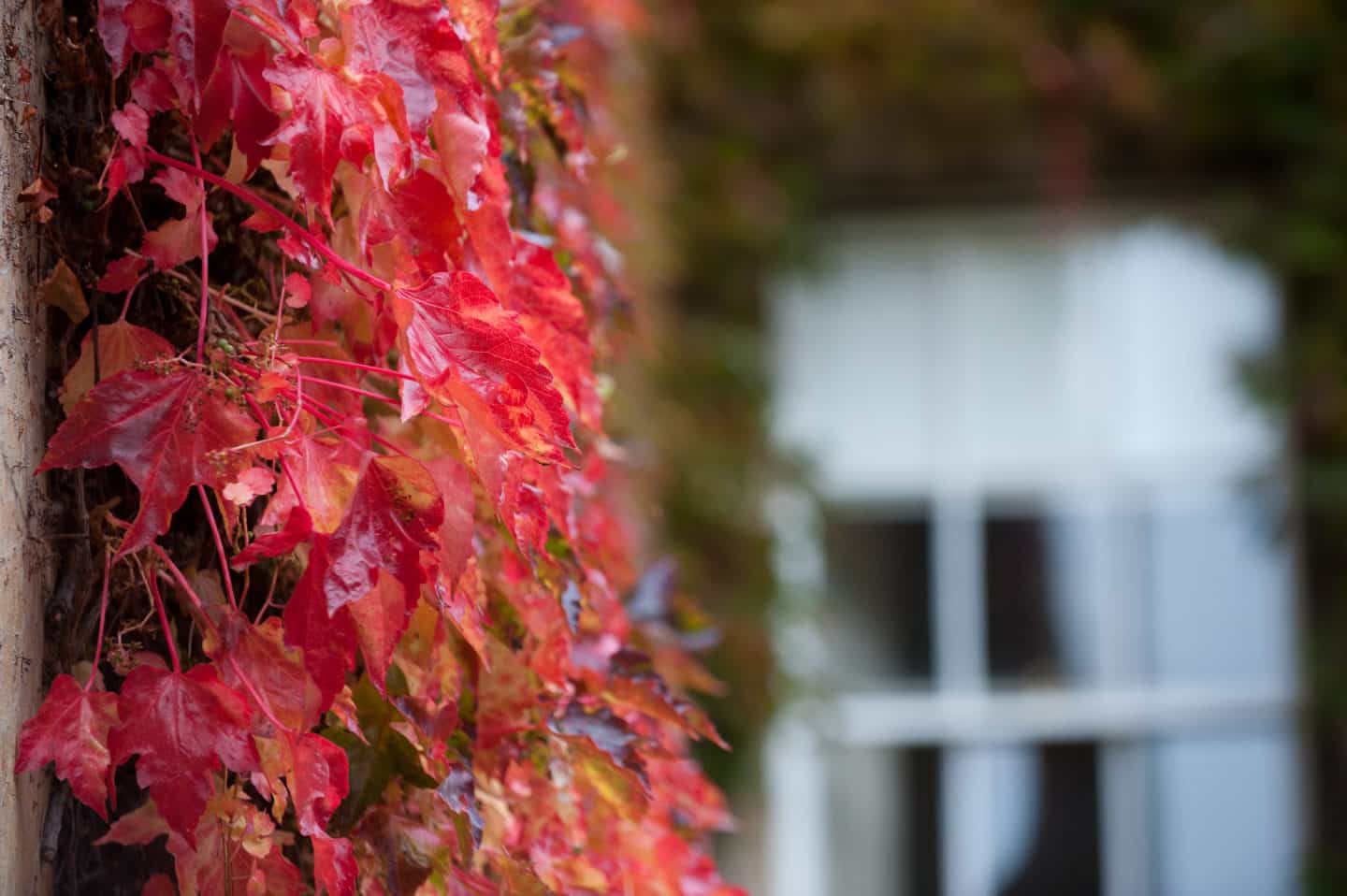 Red ivy in Front Quad