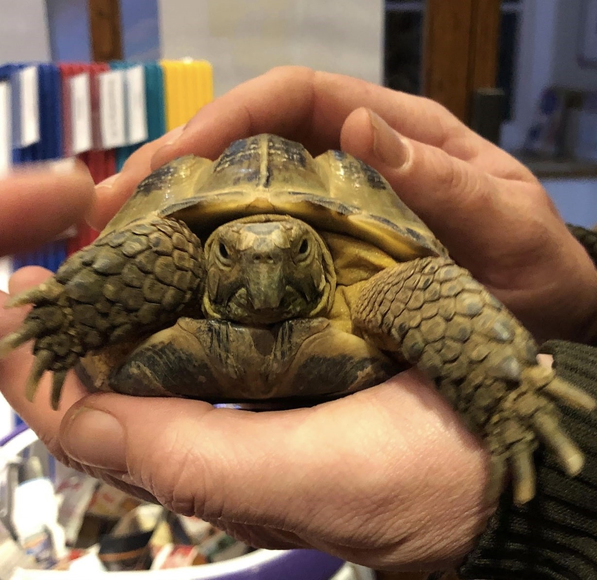 Hands holding Tortilla the tortoise